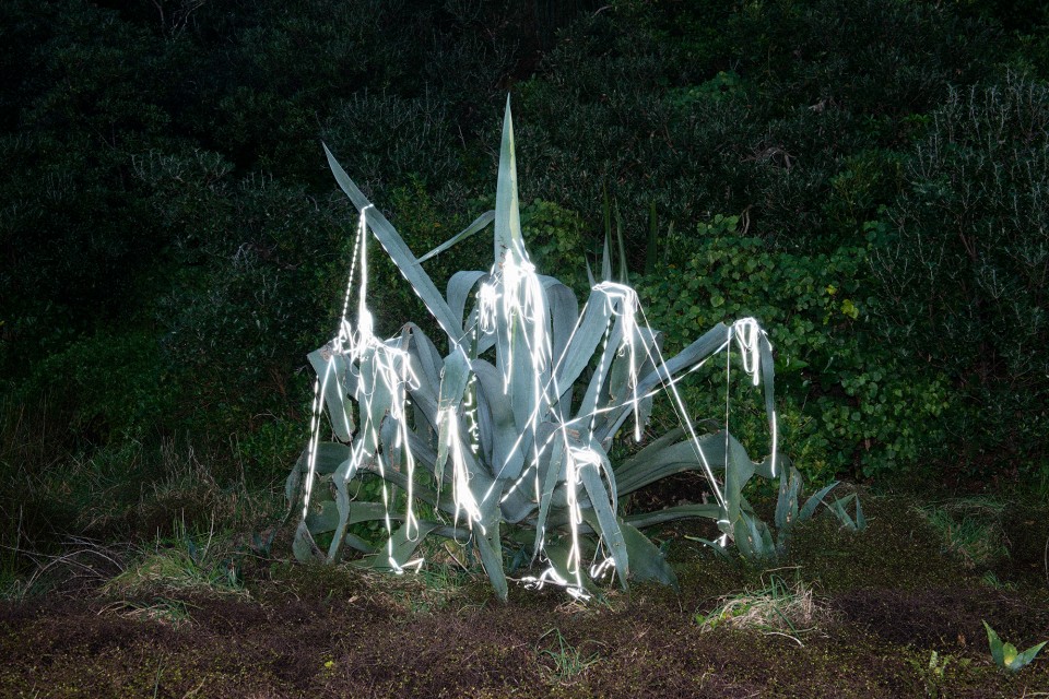 Becoming Wilderness I, 2012–2013